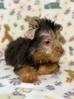 Mo man, a male Yorkshire Terrier for sale in Dahlonega, GA – 3 of 4