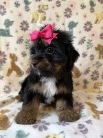 Precious , a female Yorkshire Terrier for sale in Dahlonega, GA – 2 of 3