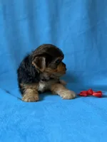 Red boy, a male Yorkshire Terrier for sale in Dahlonega, GA – 3 of 4