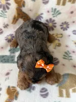 Skye, a female Yorkshire Terrier for sale in Dahlonega, GA – 4 of 4