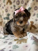 Ellie , a female Yorkshire Terrier for sale in Dahlonega, GA – 1 of 5