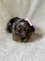 Ellie, a female Yorkshire Terrier for sale in Dahlonega, GA – 3 of 4