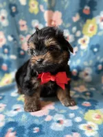 Mickey, a male Yorkshire Terrier for sale in Dahlonega, GA – 4 of 4