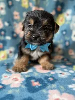 Pluto, a male Yorkshire Terrier for sale in Dahlonega, GA – 3 of 3