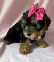 Roxy, a female Yorkshire Terrier for sale in Dahlonega, GA – 3 of 4