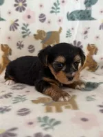 Raider , a male Yorkshire Terrier for sale in Dahlonega, GA – 3 of 4