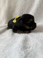 Mickey, a male Yorkshire Terrier for sale in Dahlonega, GA – 4 of 5