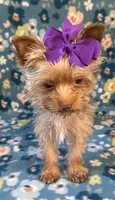 Sadie, a female Yorkshire Terrier for sale in Dahlonega, GA – 7 of 10