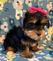 Dolly, a female Yorkshire Terrier for sale in Dahlonega, GA – 2 of 3