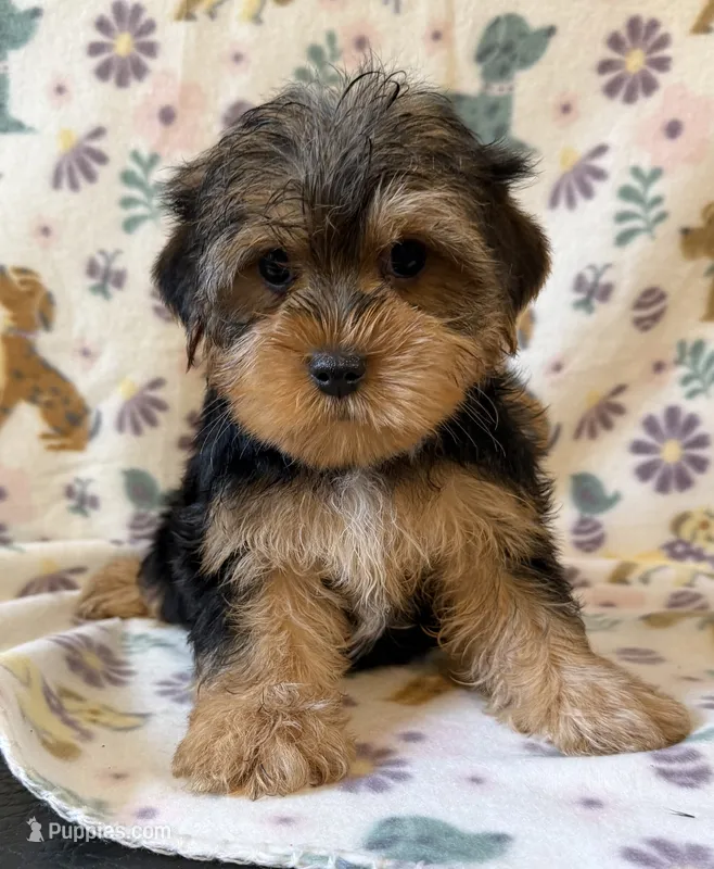 Red – Yorkshire Terrier puppy for sale in Dahlonega, GA