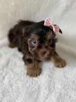 Daisy, a female Yorkshire Terrier for sale in Dahlonega, GA – 3 of 4