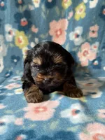 Mickey, a male Yorkshire Terrier for sale in Dahlonega, GA – 3 of 4