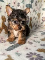 Rocky, a male Yorkshire Terrier for sale in Dahlonega, GA – 1 of 4