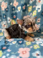 Bo , a male Yorkshire Terrier for sale in Dahlonega, GA – 4 of 4