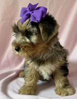 Ellie, a female Yorkshire Terrier for sale in Dahlonega, GA – 3 of 5