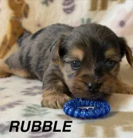 Rubble, a male Yorkshire Terrier for sale in Dahlonega, GA – 1 of 5