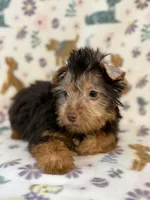 Luke, a male Yorkshire Terrier for sale in Dahlonega, GA – 2 of 3