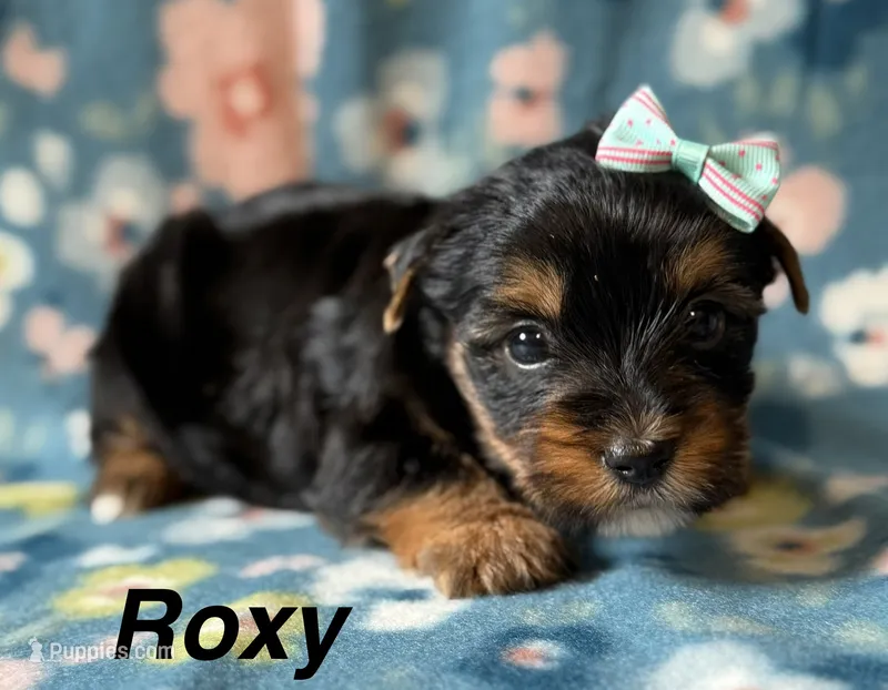 Roxy – Yorkshire Terrier puppy for sale in Dahlonega, GA