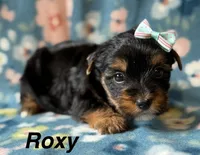 Roxy, a female Yorkshire Terrier for sale in Dahlonega, GA – 1 of 3