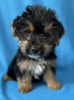 Pluto, a male Yorkshire Terrier for sale in Dahlonega, GA – 3 of 5