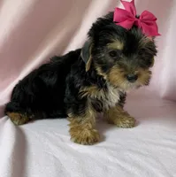 Roxy, a female Yorkshire Terrier for sale in Dahlonega, GA – 4 of 4