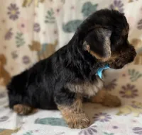 Pluto, a male Yorkshire Terrier for sale in Dahlonega, GA – 2 of 2