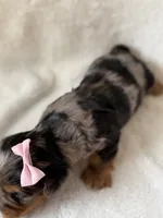 Ellie, a female Yorkshire Terrier for sale in Dahlonega, GA – 4 of 4