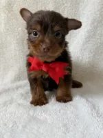 Duke, a male Yorkshire Terrier for sale in Dahlonega, GA – 3 of 3