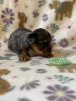 Rocky, a male Yorkshire Terrier for sale in Dahlonega, GA – 3 of 5