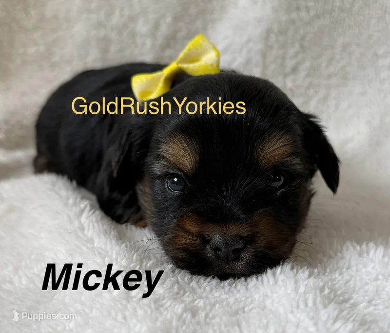 Mickey – Yorkshire Terrier puppy for sale in Dahlonega, GA