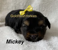 Mickey, a male Yorkshire Terrier for sale in Dahlonega, GA – 1 of 5