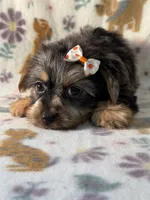 Everest , a female Yorkshire Terrier for sale in Dahlonega, GA – 2 of 3