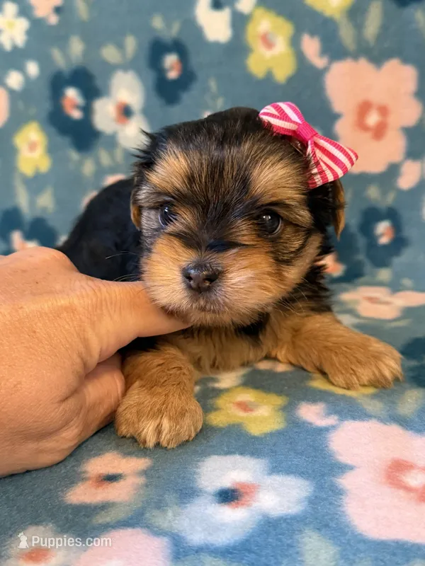 Pink – Yorkshire Terrier puppy for sale in Dahlonega, GA