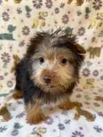 Blonde/Chocolate Male, a male Yorkshire Terrier for sale in Dahlonega, GA – 3 of 4