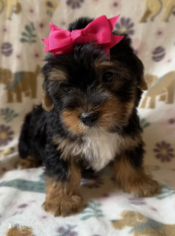 Roxy – Yorkshire Terrier puppy for sale in Dahlonega, GA