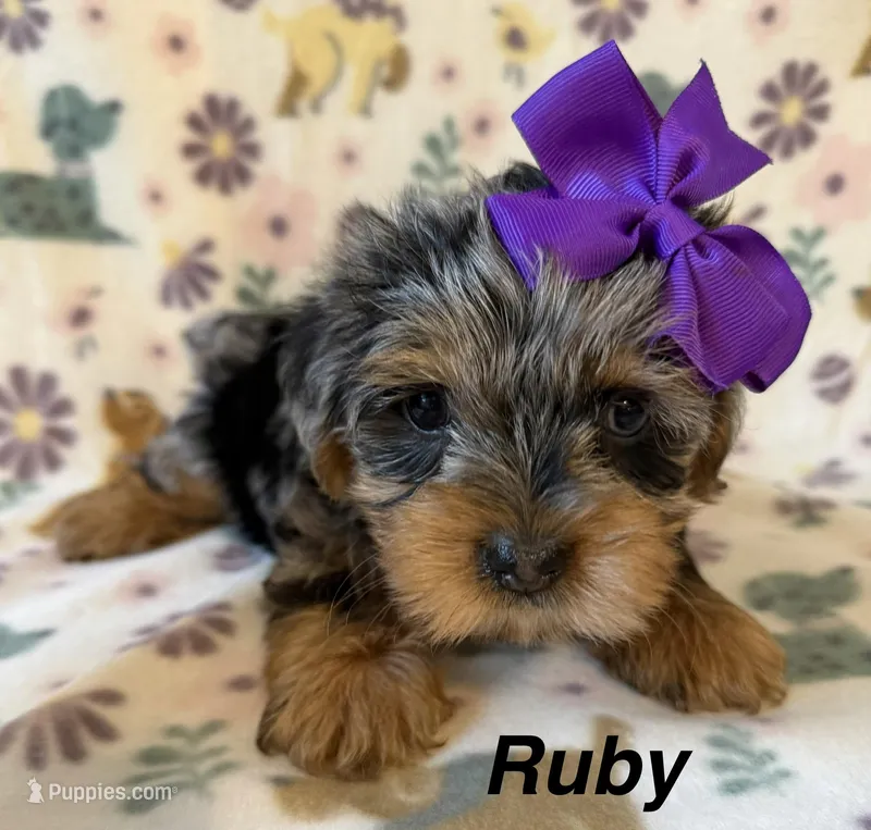 Ruby – Yorkshire Terrier puppy for sale in Dahlonega, GA