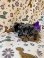 Ruby, a female Yorkshire Terrier for sale in Dahlonega, GA – Photo 6 of 6
