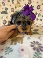 Ruby, a female Yorkshire Terrier for sale in Dahlonega, GA – Photo 3 of 6