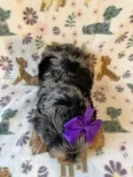 Ruby, a female Yorkshire Terrier for sale in Dahlonega, GA – Photo 4 of 6