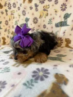 Ruby, a female Yorkshire Terrier for sale in Dahlonega, GA – Photo 5 of 6