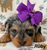 Ruby, a female Yorkshire Terrier for sale in Dahlonega, GA – Photo 2 of 6
