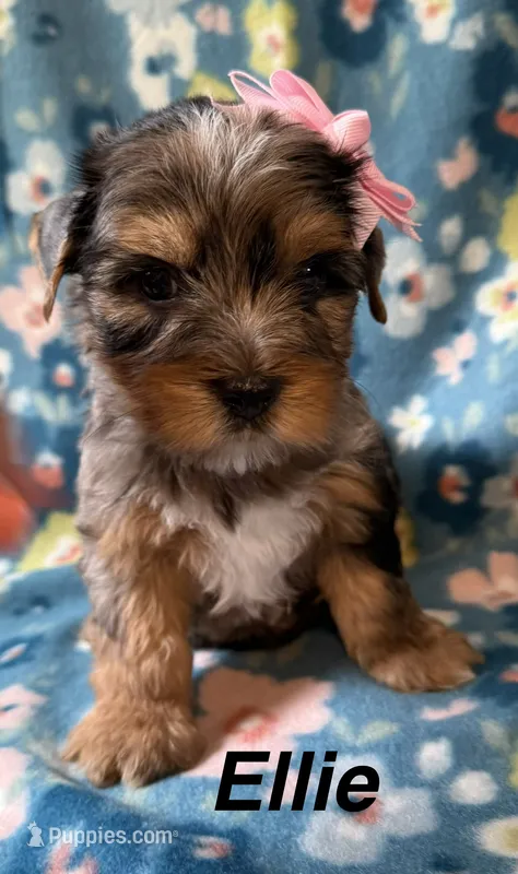 Ellie – Yorkshire Terrier puppy for sale in Dahlonega, GA