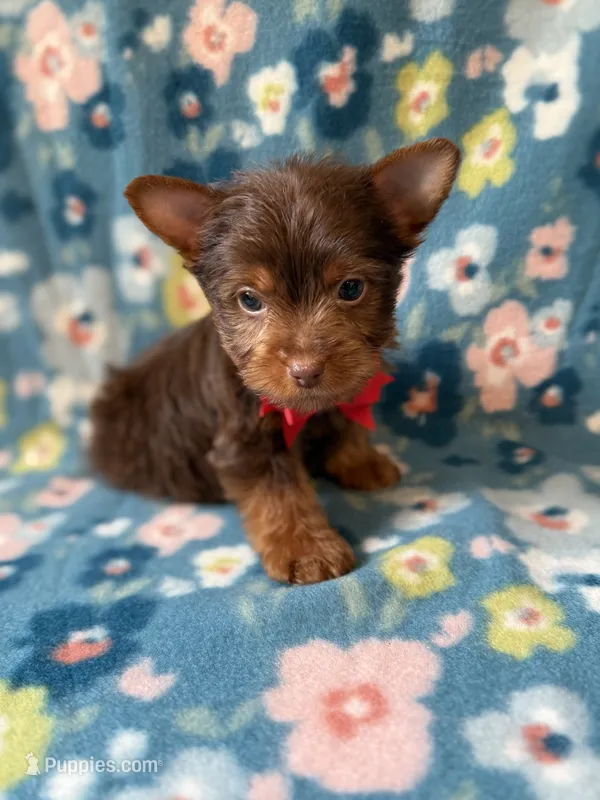Duke – Yorkshire Terrier puppy for sale in Dahlonega, GA