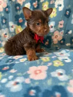 Duke, a male Yorkshire Terrier for sale in Dahlonega, GA – 2 of 5