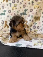 Red, a male Yorkshire Terrier for sale in Dahlonega, GA – 2 of 3
