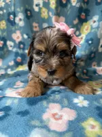 Ellie, a female Yorkshire Terrier for sale in Dahlonega, GA – 7 of 7
