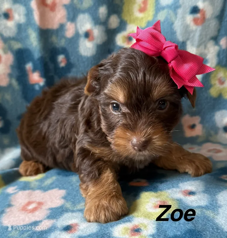 Zoe – Yorkshire Terrier puppy for sale in Dahlonega, GA