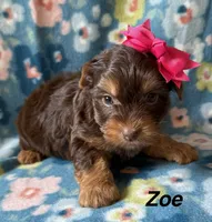Zoe, a female Yorkshire Terrier for sale in Dahlonega, GA – 1 of 4