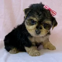 Pink girl, a female Yorkshire Terrier for sale in Dahlonega, GA – 1 of 3
