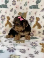 Pink girl , a female Yorkshire Terrier for sale in Dahlonega, GA – 3 of 4